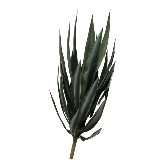 Yucca Plant