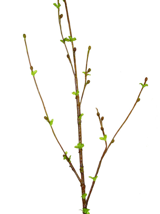 Willow Stem with Buds