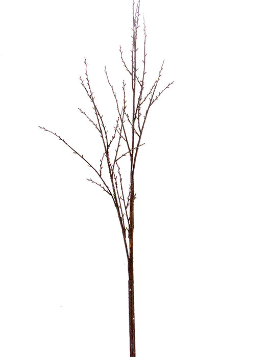 Birch Branch